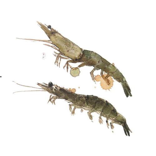 国产青虾可以吃吗视频,美味与健康的双重享受