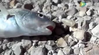 蝌蚪国产窝视频凹凸在线