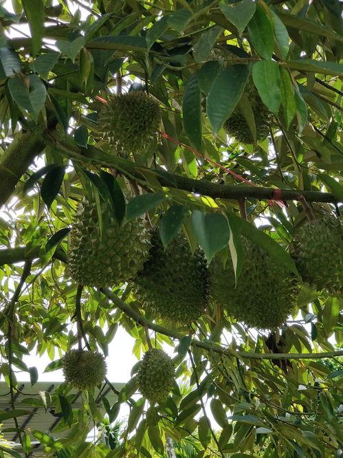 国产榴莲挂果视频下载