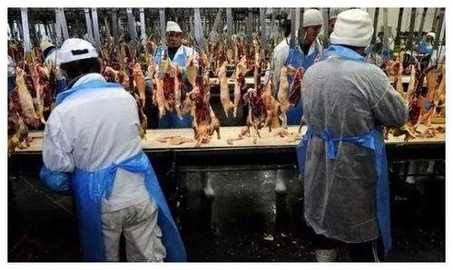 国产鹅肝生产过程视频,从养殖到成品，一窥鹅肝制作全过程