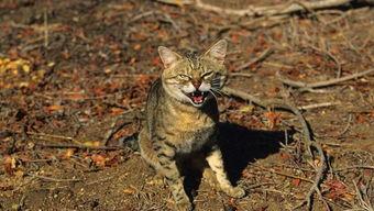 国产野猫视频在线观看,探寻神秘野性之美  第2张