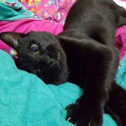 国产野猫视频在线观看,探寻神秘野性之美  第3张