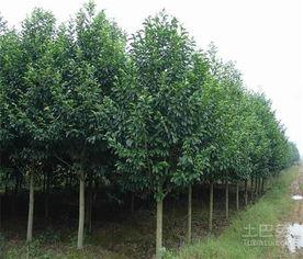 国产冬青树种植方法视频  第2张